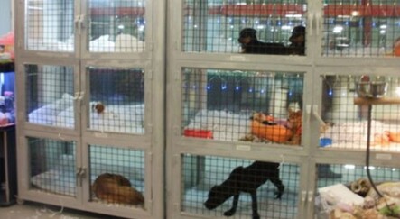'Petshop’larda hayvan satışı sonlandırılmalı' - gundem