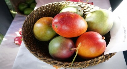 Tanesi 50 liradan satılıyor! Üreticinin yeni gözdesi 'mango' - dunya