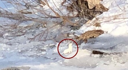 Beyaz gelincik Kars’ta ortaya çıktı - yasam