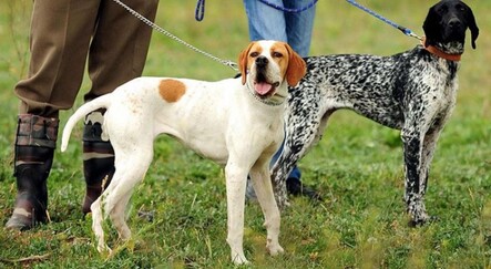 İngiltere'de köpekler, Covid-19'u koklayarak teşhis etmeleri için eğitilecek - yasam