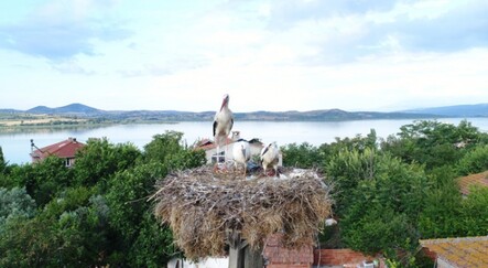 Yaren leylekten sevindirici haber - yasam
