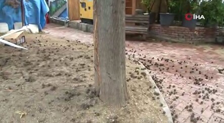 Büyükçekmece'de feci olay! Dede ve torununa yıldırım çarptı - yasam