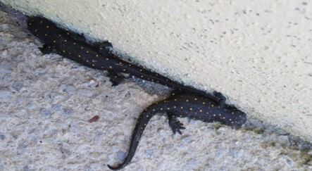 Tunceli’de geyik böceği ile semenderin farklı türleri görüntülendi - turkiye