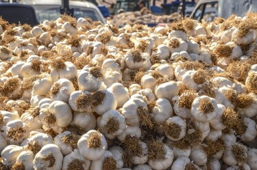 Beyaz Altın Sarımsak, 13 ile 20 TL aralığında alıcı buluyor - dunya
