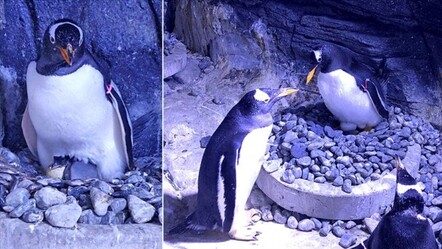 Türkiye'nin ilk bebek kutup pengueni İstanbul'da dünyaya geldi - yasam