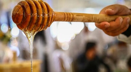 Zonguldak'ta 300 ton kestane balı üretildi - yasam