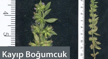 150 yıldır görülemeyen bitki türü Türkiye'de bulundu - yasam
