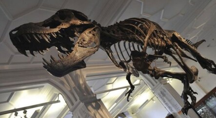 67 milyon yıllık dinozor iskeleti 27,5 milyon dolara satıldı - yasam