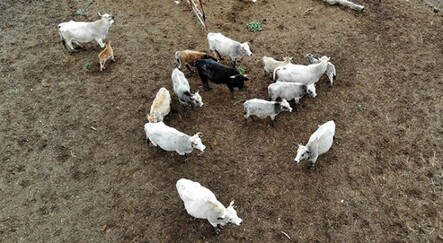 Klon sığır ailesi sürü oldu... Yeni doğan yavru ilgi odağı - yasam