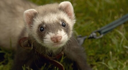 Koronavirüsün bulaşmasını önleyen burun spreyi! Dağ gelincikleri üzerinde denendi - yasam