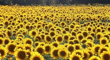Mercimek ve yağlık ayçiçeği tohumunda gümrük vergileri düşürüldü. Paramız yine elin çiftçisine gidecek - ekonomi