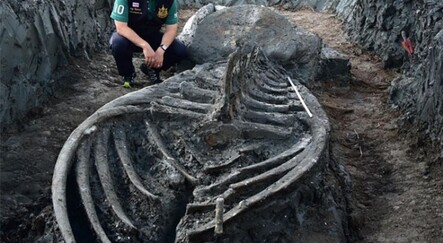Tayland’da 5 bin yıllık balina iskeleti bulundu - yasam