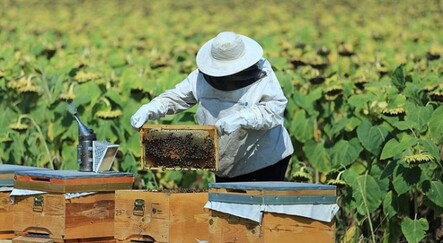 Bakanlıktan arıcılık, ipek böcekçiliği, kaz ve hindi yetiştiriciliği yatırımlarına destek - yasam