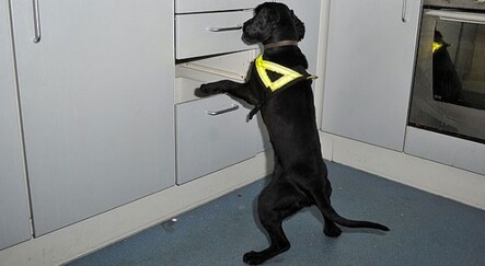 Çöpte bulunan köpek, eğitilerek narkotik köpeği oldu - dunya