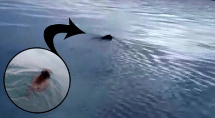 Van Gölü Canavarı sandılar, domuz çıktı - gundem