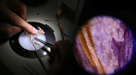 Bolu Aladağlar'da yeni bir bitki türü keşfedildi - yasam