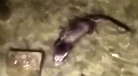 Nesli tükenmekte olan su samuru Küçükçekmece Gölü'nde görüldü - yasam