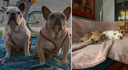 Lady Gaga’nın çalınan köpekleri bulundu: 500.000 dolar ödül koymuştu - magazin
