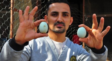 Amerika'dan getirttiği mavi yumurtalar hayatını değiştirdi - saglik