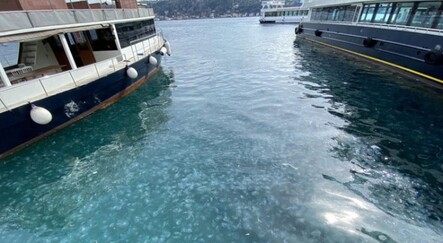 İstanbul Boğazı yine denizanası istilasına uğradı - yasam