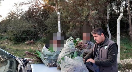 İzinsiz toplanan 346 orkideye 160 bin TL ceza - yasam