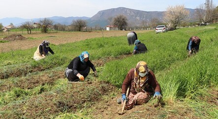 'Dünyanın en pahalı baharatı' safranda sezon başladı - yasam