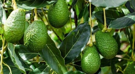 Avokado üreticileri 11 milyon dolar kazandı - ekonomi