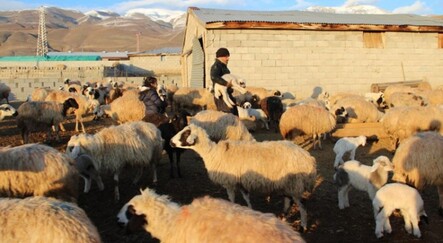 Aylık 5 bin lira maaşla çalıştıracak çoban bulamıyorlar - yasam