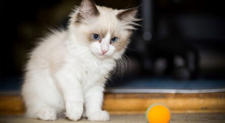 İlk kez kayda geçti: Bir kedi Covid-19 nedeniyle öldü - dunya