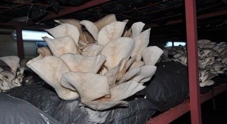 İstiridye mantarı üreticisine günlük 5 bin TL kazandırıyor - yasam