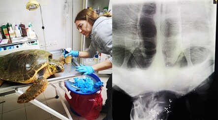 İzmir'de tedavi altına alınan caretta carettanın ateşli silahla vurulduğu belirlendi - yasam