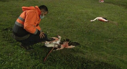 İzmir'de telef olan flamingoların ölüm sebebi belli oldu - gundem