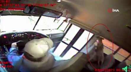 Öğrenci servisine çarpan geyik, uyuyan öğrencinin üzerine düştü - dunya