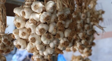Taşköprü sarımsağı AB'den coğrafi işaret tescili aldı - gundem