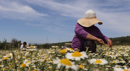 Adeta şifa deposu! Mayıs papatyasında hasat zamanı - yasam