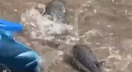 Alanya sahilinde dev balon balıkları sahile vurdu - yasam