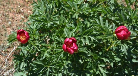 Ayı gülünü koparmanın faturası ağır: 80 bin 465 lira ceza veriliyor - yasam