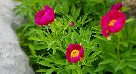 Bu çiçeği koparmanın cezası 80 bin lira! - yasam