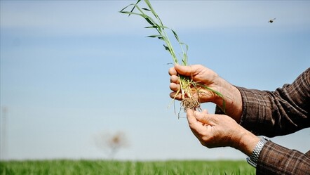 Buğday rekoltesi için ay sonuna kadar oluşacak yağışlar önem taşıyor - ekonomi