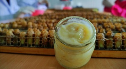 Gram gram sağdığı arı sütünün kilosunu 8 bin liradan satıyor - saglik