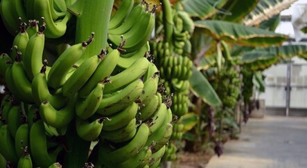 Hırsızlar bunu da yaptı: 350 kilogram muz çaldılar - yasam