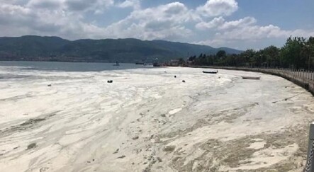 İzmit Körfezi yeniden deniz salyası içinde! - gundem
