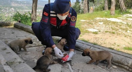 Jandarma 'tam kapanma' sürecinde sokak hayvanlarını unutmadı - yasam