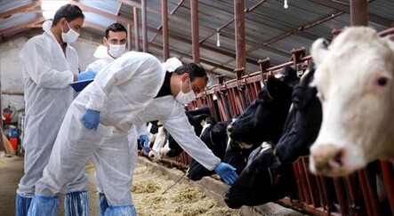 Koronavirüs hayvanlarda da tespit edilmişti, yetkili isim açıklama yaptı - dunya