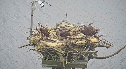 Koruma altındaki kuşların yuvasını yıktılar! Polis, failleri arıyor - gundem
