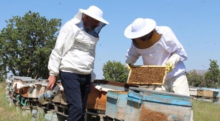 Kuraklık ve toz taşınımı arıcılık sektörünü vurdu! Son 10 yılın en kötü sezonu - yasam