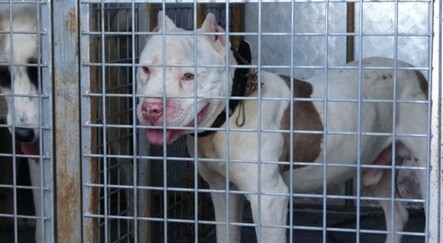 Pitbull cinsi köpeğiyle sokağa çıktı, cezadan kaçamadı - yasam