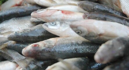 Van'da kaçak inci kefali avlayanlara 3 bin 708 lira ceza kesildi - haberler