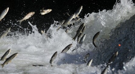 Van Gölü'nde inci kefali operasyonu: 15 ton kurtarıldı - haberler