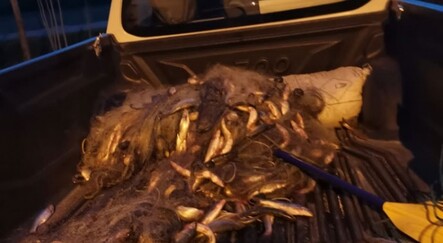 Yasak dinlemediler! 2 bin 500 inci kefali ele geçirildi - haberler